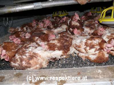 Bodenhaltung (c) Verein RespekTiere Bergheim/Salzburg