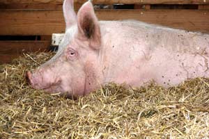 Happy pig, kept under ideal conditions at the famous human and animal rights institution Gut Aiderbichl in Henndorf bei Salzburg, by Michael Aufhauser. (c) Univ.-Prof. Dr. Gerhard W. Hacker, Salzburg, Austria (2008).