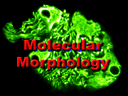 Rollover-Link to Molecular Morphology