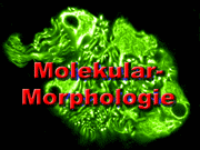 Rollover-Bild zum Bereich Molekulare Morphologie
